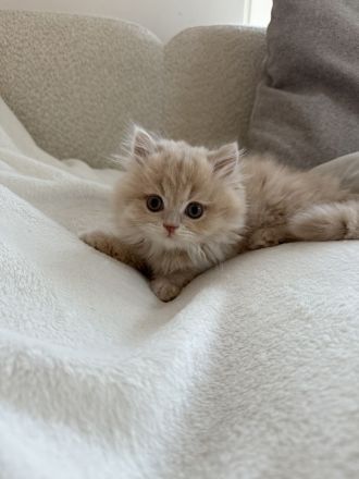 BLH Britisch Langhaar Kitten Kater Katze creme beige