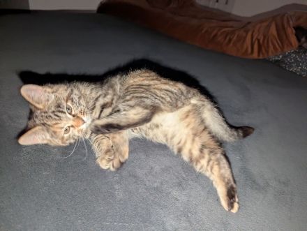 Süße Maine coon Mix katze Mädel