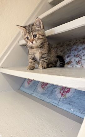 Süße Maine coon Mix katze Mädel