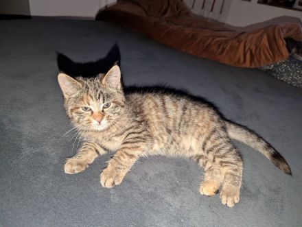 Süße Maine coon Mix katze Mädel