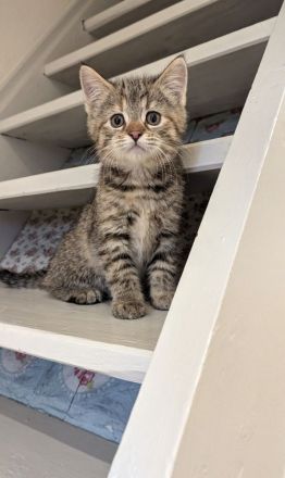 Süße Maine coon Mix katze Mädel