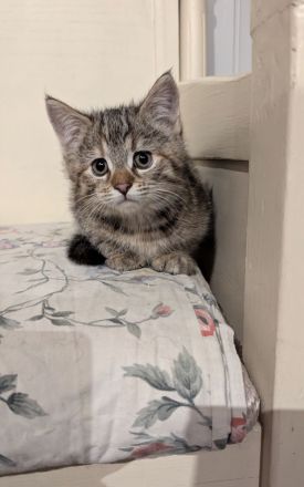 Süße Maine coon Mix katze Mädel