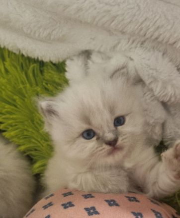 Heilige birma Kitten