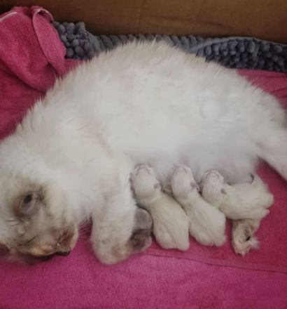 Heilige birma Kitten