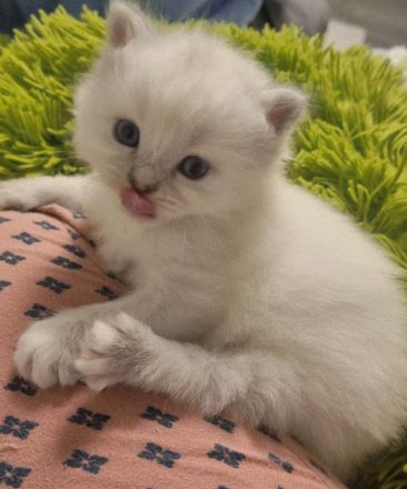 Heilige birma Kitten