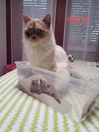 Heilige birma Kitten