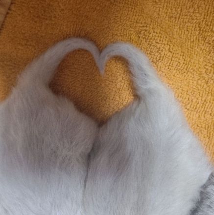 Heilige birma Kitten