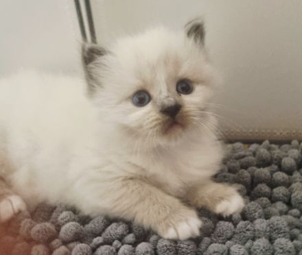 Heilige birma Kitten