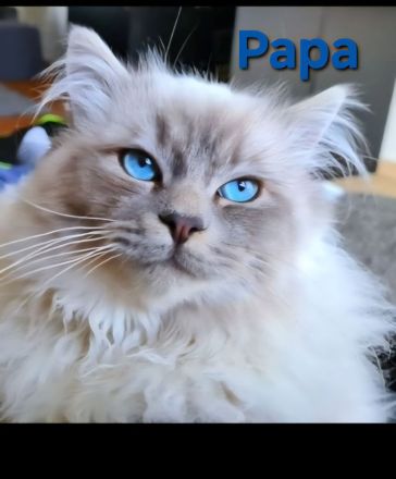 Heilige birma Kitten