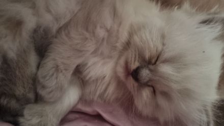 Heilige birma Kitten