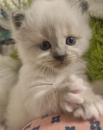 Heilige birma Kitten