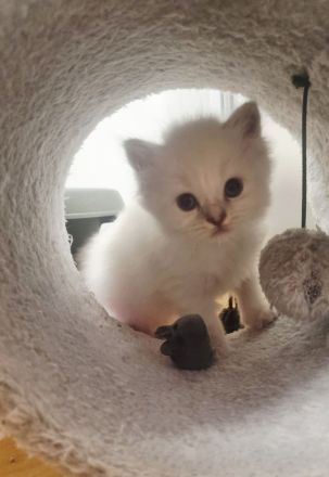 Heilige birma Kitten