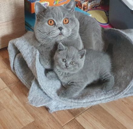 BKH Kitten abholbereit