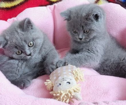 BKH Kitten abholbereit