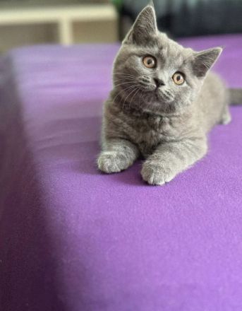 BKH Kitten abholbereit