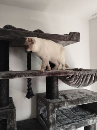 BKH Kitten abholbereit