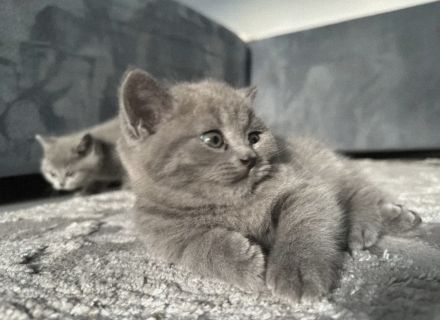 BKH Kitten abholbereit