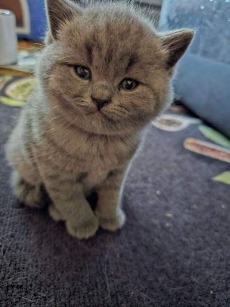 BKH Kitten abholbereit