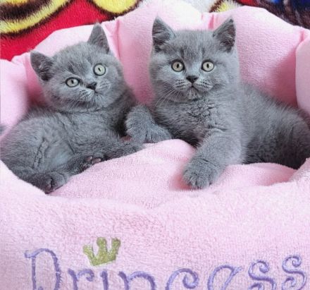 BKH Kitten abholbereit