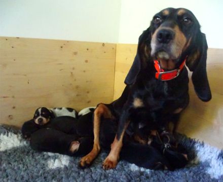 reinrassige Schweizer Niederlaufhunde in black and tan, (Jura)