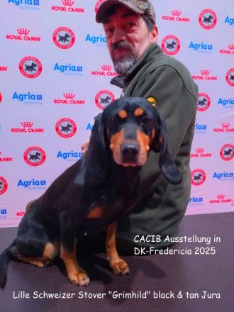 reinrassige Schweizer Niederlaufhunde in black and tan, (Jura)