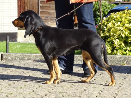 reinrassige Schweizer Niederlaufhunde in black and tan, (Jura)