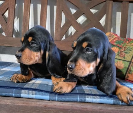 reinrassige Schweizer Niederlaufhunde in black and tan, (Jura)