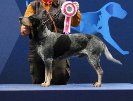 reinrassige Schweizer Niederlaufhunde in black and tan, (Jura)