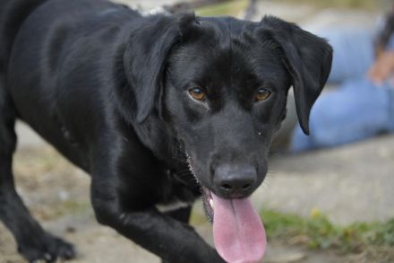 Cooper. der II. Riesenbaby und Tollpatsch sucht seinen Happyplaces