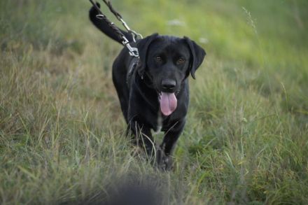 Cooper. der II. Riesenbaby und Tollpatsch sucht seinen Happyplaces