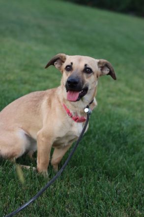 Zarte Mira sehnt sich nach einem Zuhause