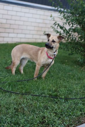 Zarte Mira sehnt sich nach einem Zuhause