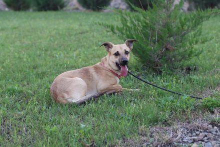 Zarte Mira sehnt sich nach einem Zuhause