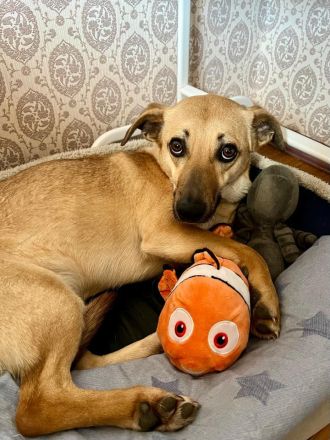 Zarte Mira sehnt sich nach einem Zuhause