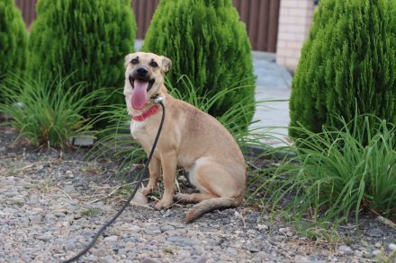 Zarte Mira sehnt sich nach einem Zuhause