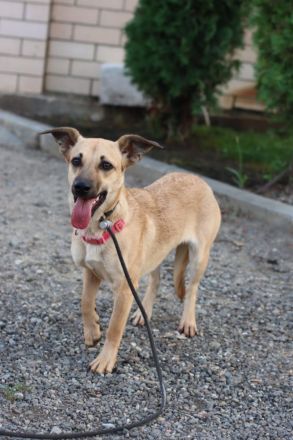 Zarte Mira sehnt sich nach einem Zuhause