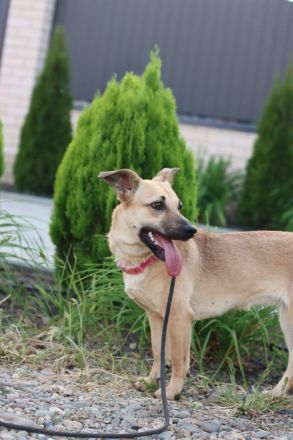 Zarte Mira sehnt sich nach einem Zuhause