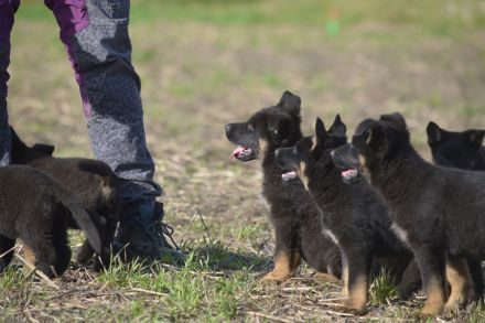 Dt. Schäferhundwelpen aus DDR-Blutlinien und roten SV/VDH Papieren.