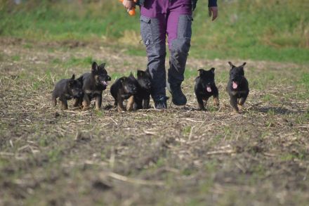 Dt. Schäferhundwelpen aus DDR-Blutlinien und roten SV/VDH Papieren.
