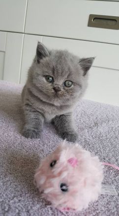 Neugeborene Britisch Kurzhaar-Kätzchen mit Stammba