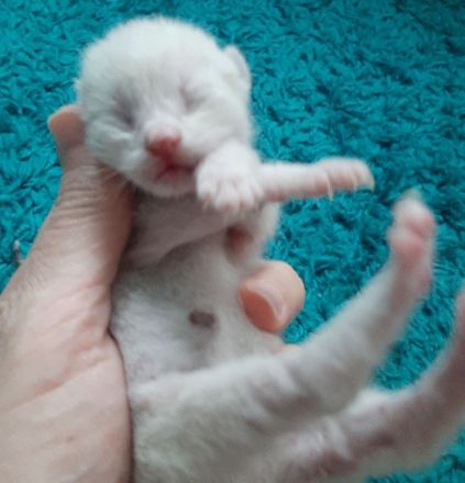 Verkaufe katzenbabys