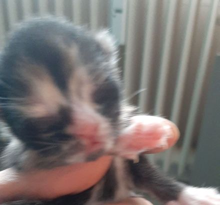 Verkaufe katzenbabys