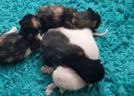 Verkaufe katzenbabys