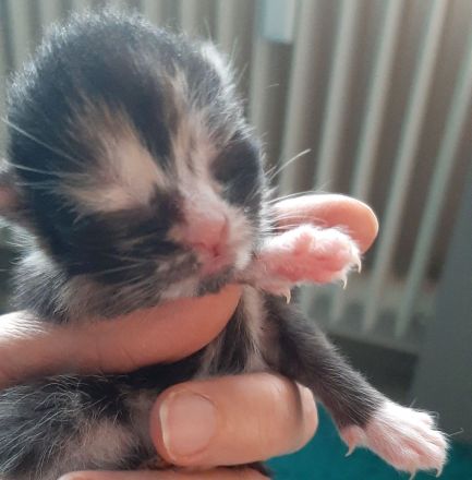 Verkaufe katzenbabys