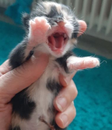 Verkaufe katzenbabys