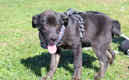 Schenkst du Nova ein Zuhause?