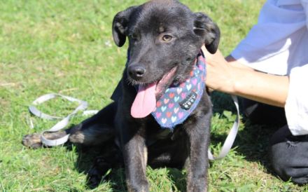 Schenkst du Nova ein Zuhause?