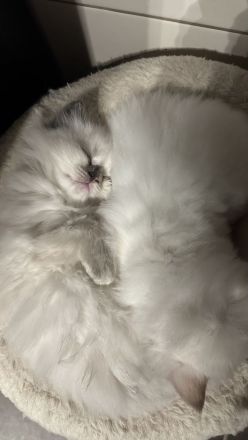 Zauberhafte Ragdoll Kitten suchen liebevolles Zuhause