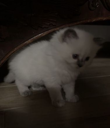Zauberhafte Ragdoll Kitten suchen liebevolles Zuhause