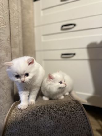 Letztes Ragdoll Kitten Mädchen sucht liebevolles Zuhause